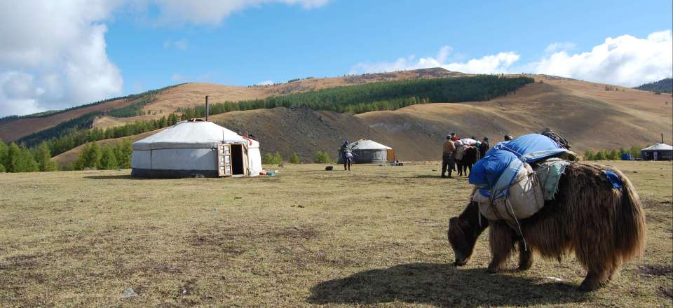 Randonnée hors des sentiers battus dans la steppe mongole, à la rencontre des nomades et de leurs campements de yourtes 