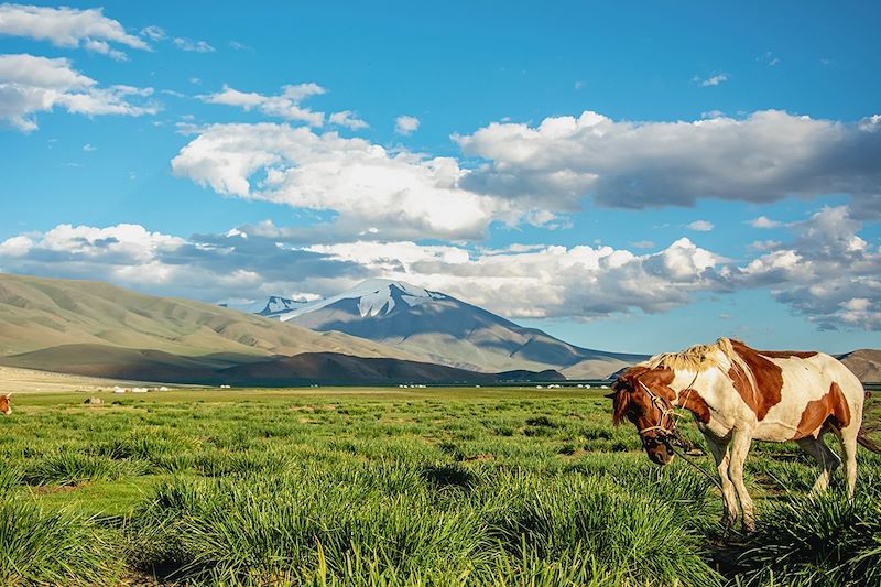 Cheval devant le Tsambagarav - Bayan-Ölgii - Mongolie