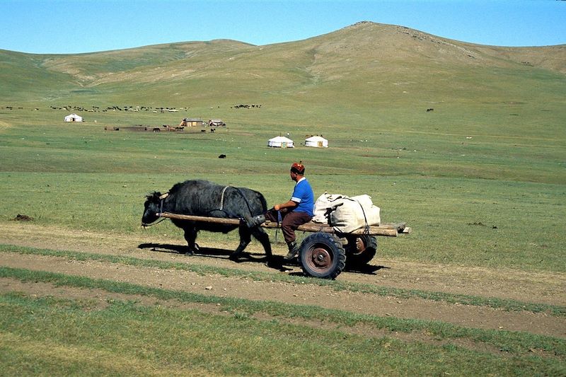 Homme nomade sur sa charrette tirée par un yak - Monts Khangaï - Mongolie