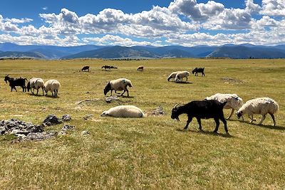 Ma tribu en Mongolie 3