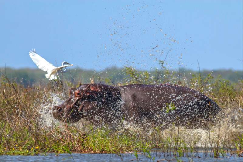 Grande aigrette et hippopotame dans le Parc national de  Gorongosa - Mozambique