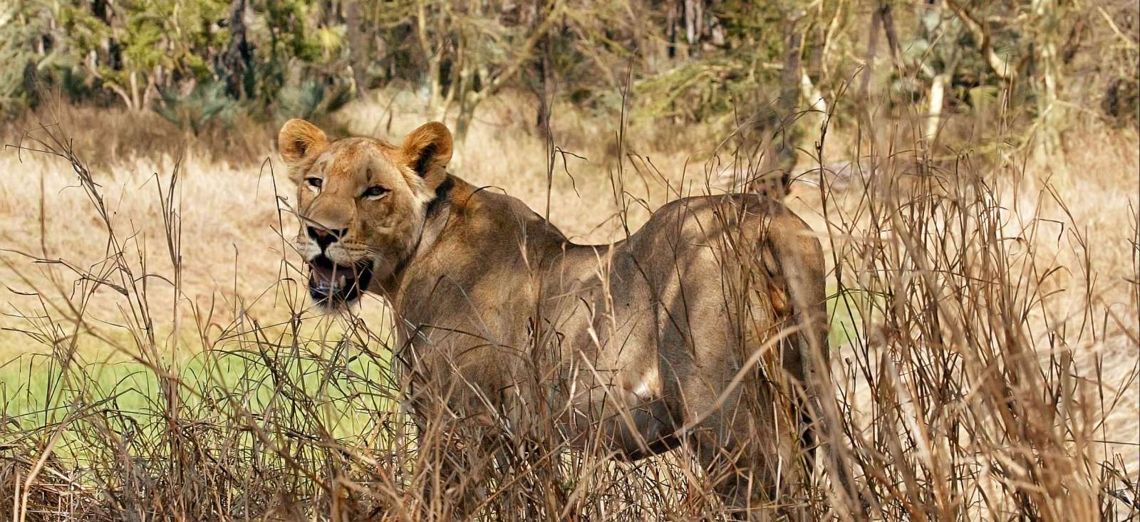 Safari - Safari, rando et plages du Mozambique