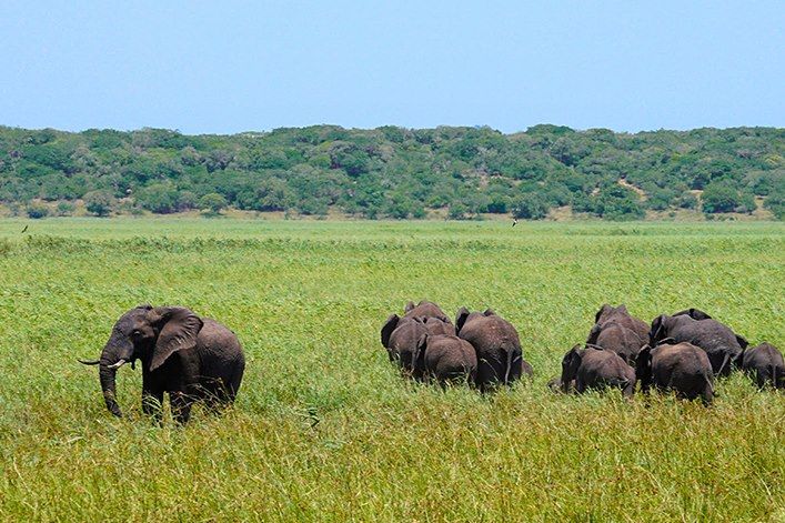 Eléphants dans la réserve spéciale de Maputo - Mozambique