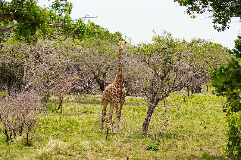 Girafe au Parc national de Maputo - Mozambique