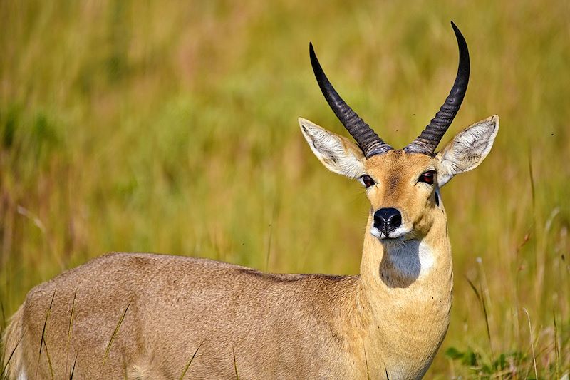 Antilope (Cobe des roseaux) au Parc national de Maputo - Mozambique