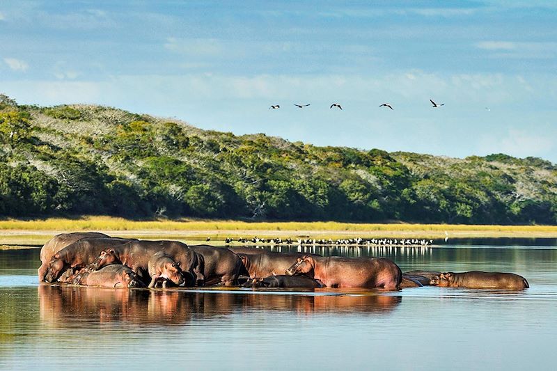 Hippopotames dans le Parc national de Maputo - Mozambique