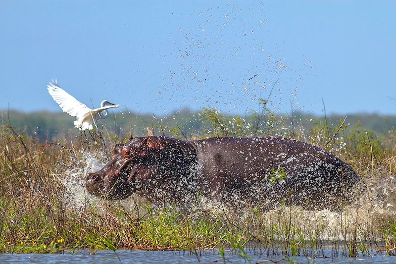 Du parc de Gorongosa à Vilanculos 