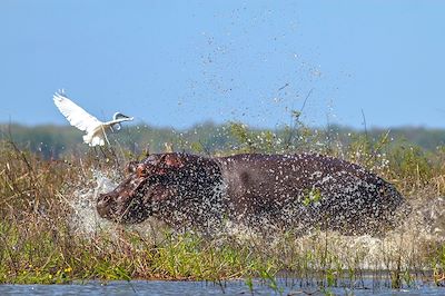 voyage Du parc de Gorongosa à Vilanculos 