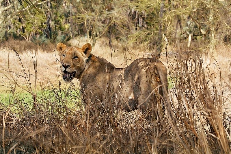 Du parc de Gorongosa à Vilanculos 