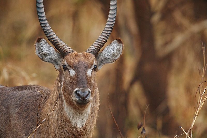 Du parc de Gorongosa à Vilanculos 