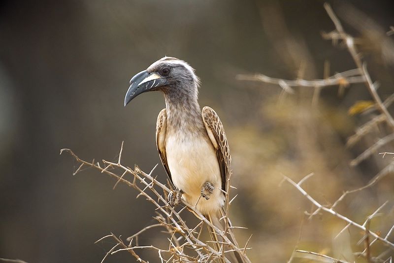 Du parc de Gorongosa à Vilanculos 