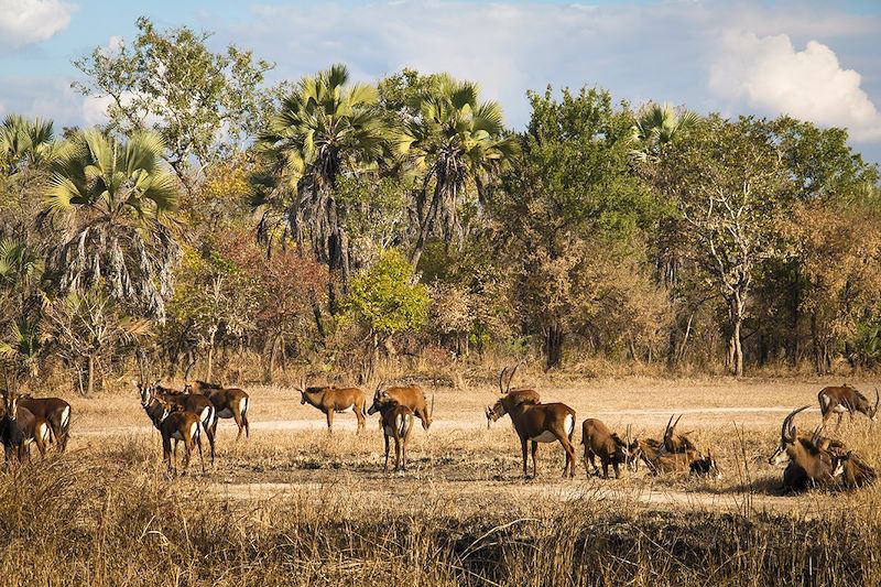 Antilope Waterbuck dans le parc national de Gorongosa - Mozambique