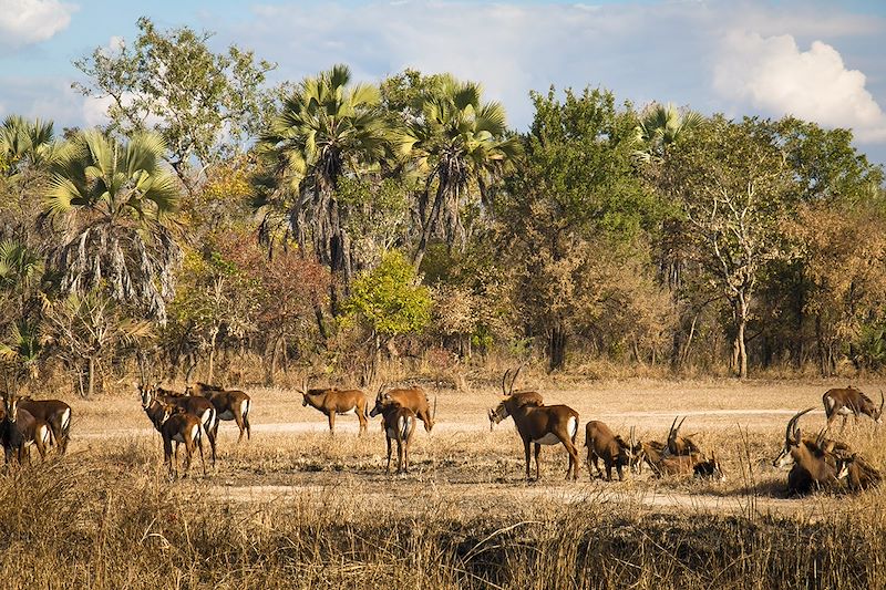 Antilope Waterbuck dans le parc national de Gorongosa - Mozambique