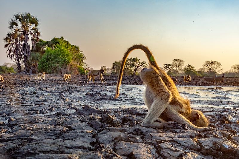 Du parc de Gorongosa à Vilanculos 