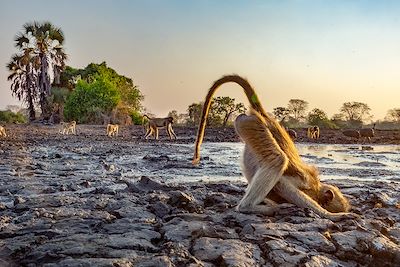 voyage Du parc de Gorongosa à Vilanculos 