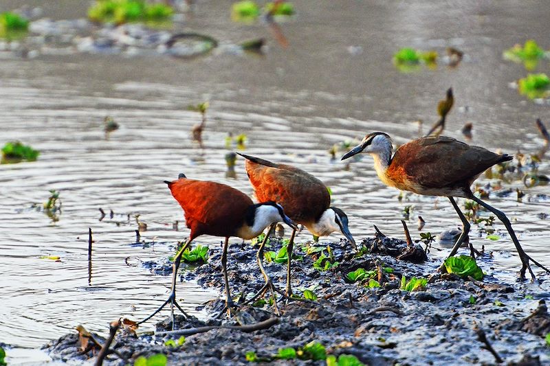 Jacanas à poitrine dorée au Parc national de Gorongosa - Mozambique