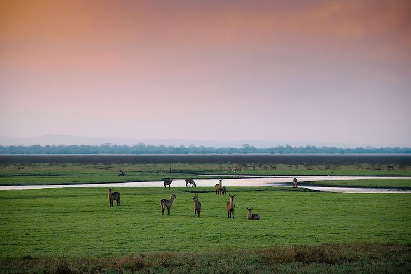 Cervidés au Parc national de Gorongosa - Mozambique