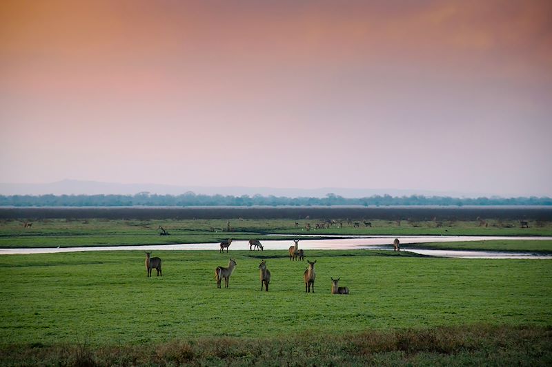 Cervidés au Parc national de Gorongosa - Mozambique