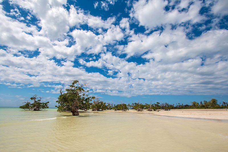 Mangrove d'Ibo - Îles Quirimbas - Mozambique