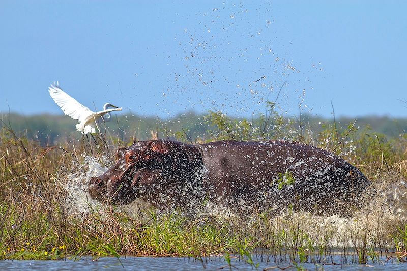 Grande aigrette et hippopotame dans le Parc national de  Gorongosa - Mozambique
