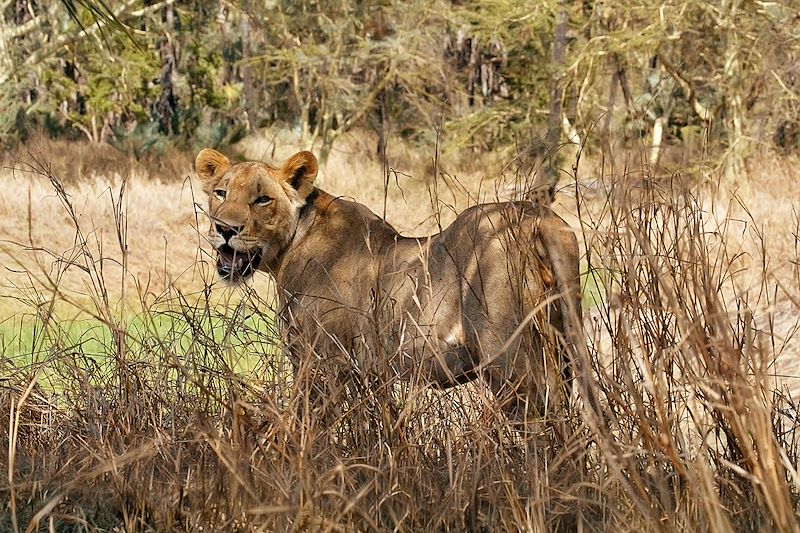 Safari, rando et plages du Mozambique