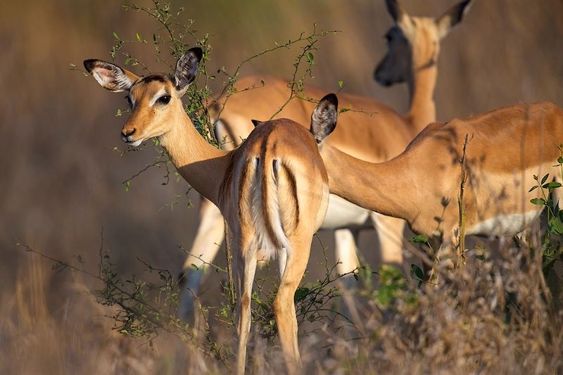 Safari, rando et plages du Mozambique