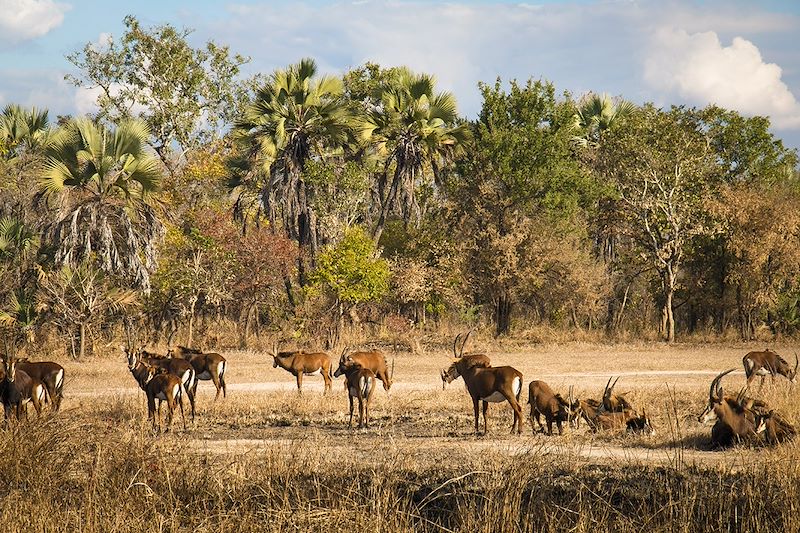 Safari, rando et plages du Mozambique