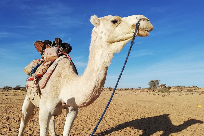 Dromadaire - Mauritanie