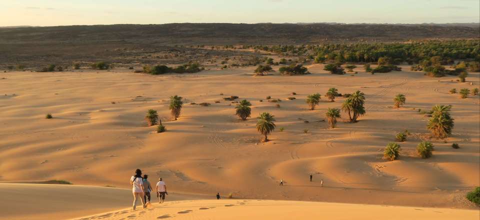 Petite randonnée chamelière entre dunes somptueuses et oasis luxuriantes de l'Adrar