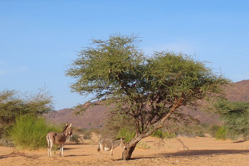 Charme de l'Adrar