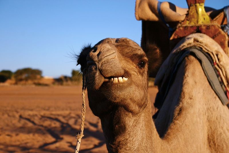 Charme de l'Adrar