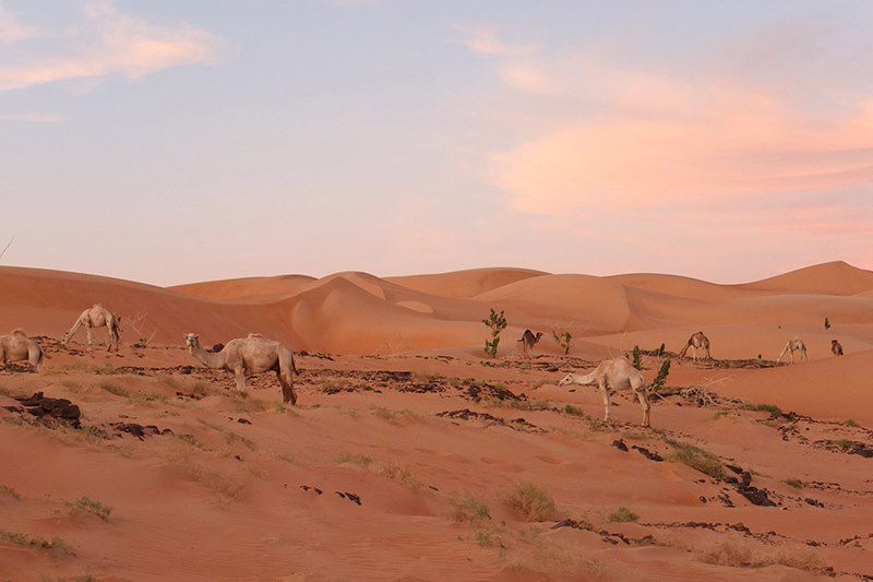 Charme de l'Adrar