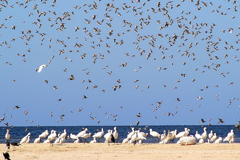 Oiseaux dans le parc national du Banc d'Arguin - Mauritanie