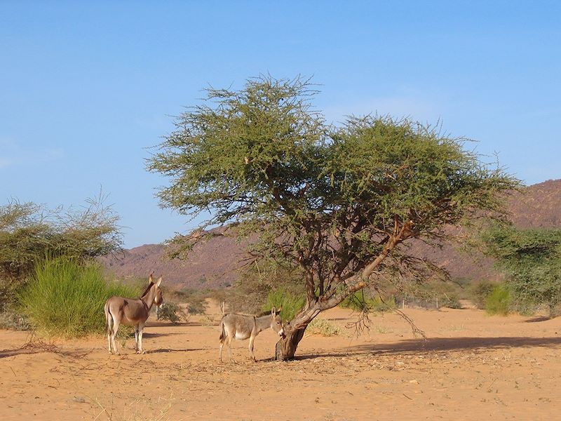 Petits et grands explorateurs de l'Adrar