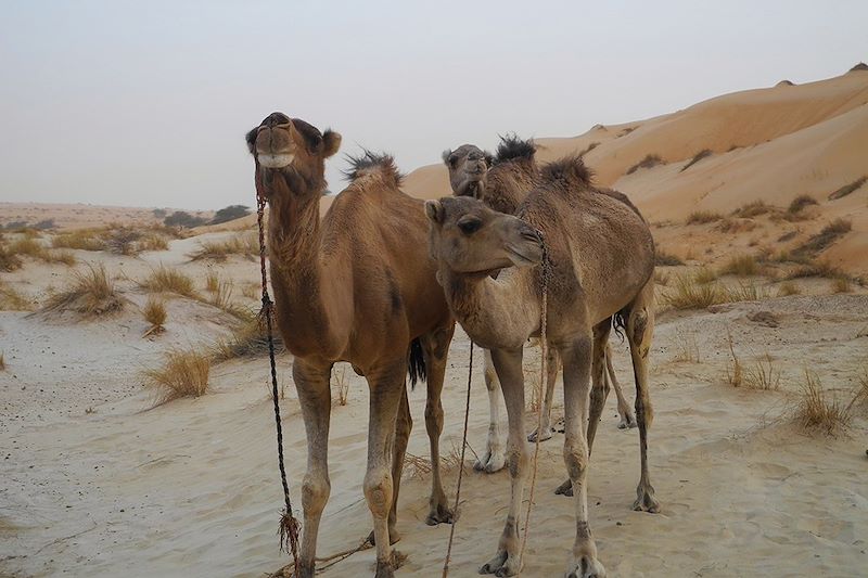 De Chinguetti aux oasis de l'Adrar