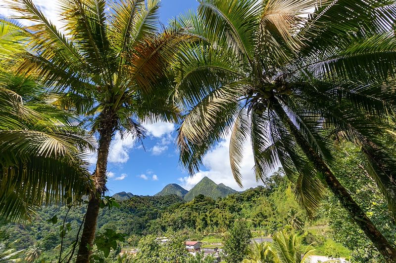 Le Jardin de Balata - Fort-de-France - Martinique