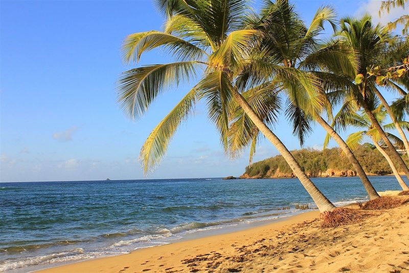 Grande Anse des Salines - Sainte-Anne - Martinique