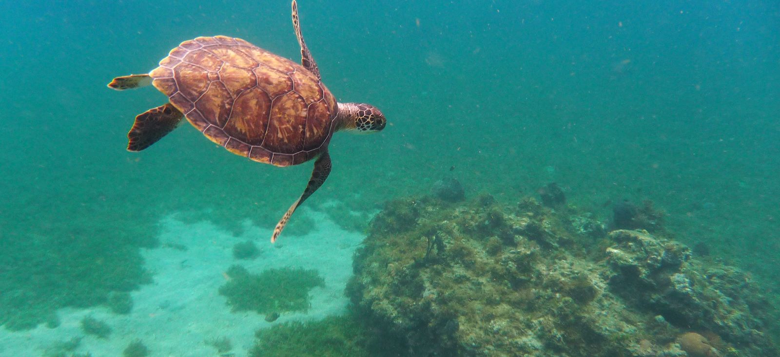 Image La Martinique, perle de la Caraïbe...
