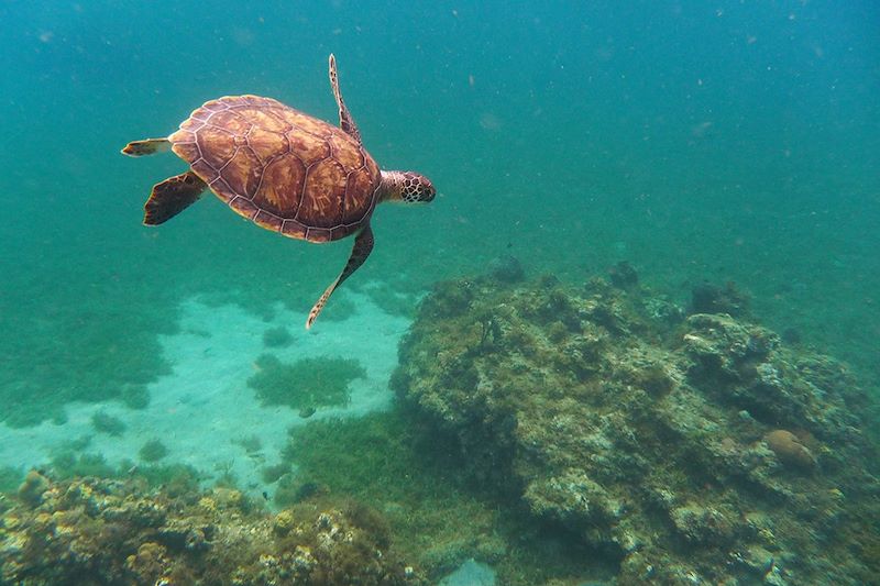 Tortue marine - Martinique