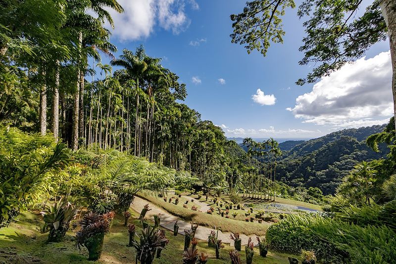 Le Jardin de Balata - Fort-de-France - Martinique