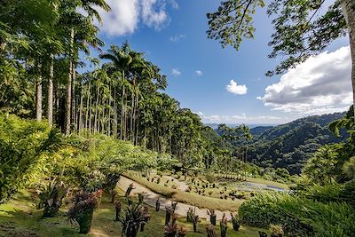 La Martinique, perle de la Caraïbe... 3
