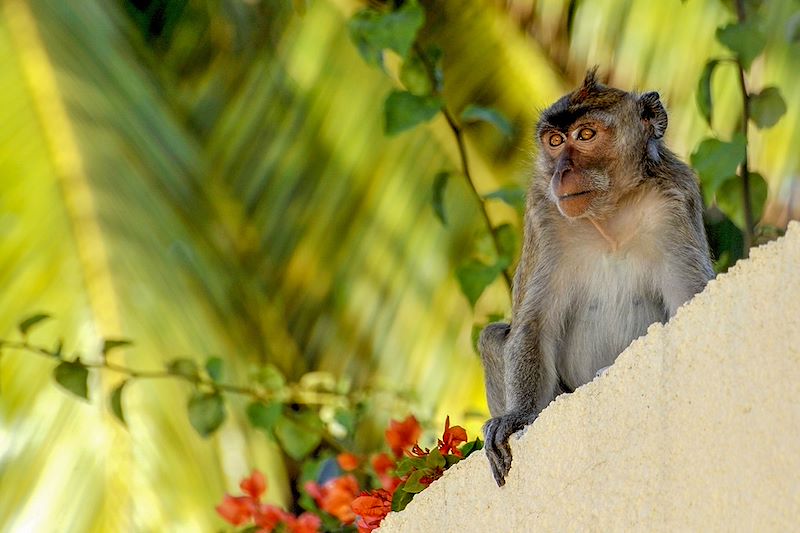 Singe à l'Île Maurice