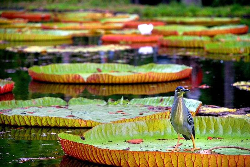 Jardin botanique Sir Seewoosagur Ramgoolam - Île Maurice