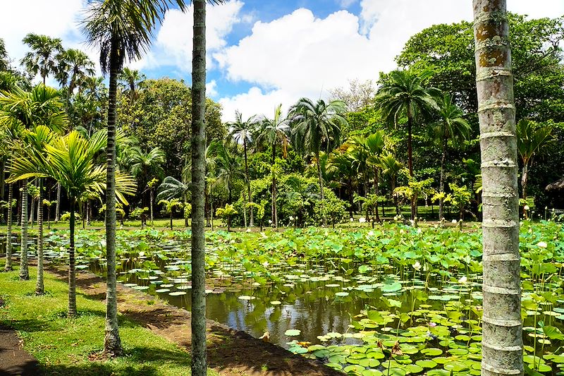 Jardin botanique de Pamplemousse - Île Maurice
