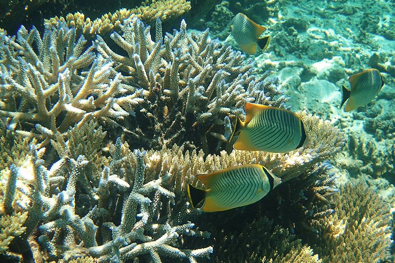 Snorkeling à l'Île Maurice