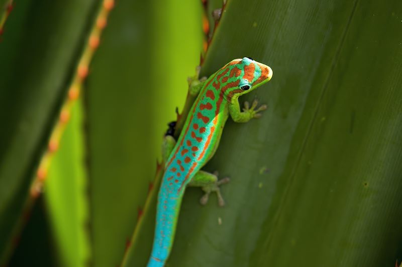 Gecko diurne orné de l'île Maurice - Île Maurice