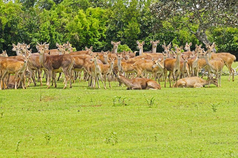 Harde de cerfs de Java - Île Maurice