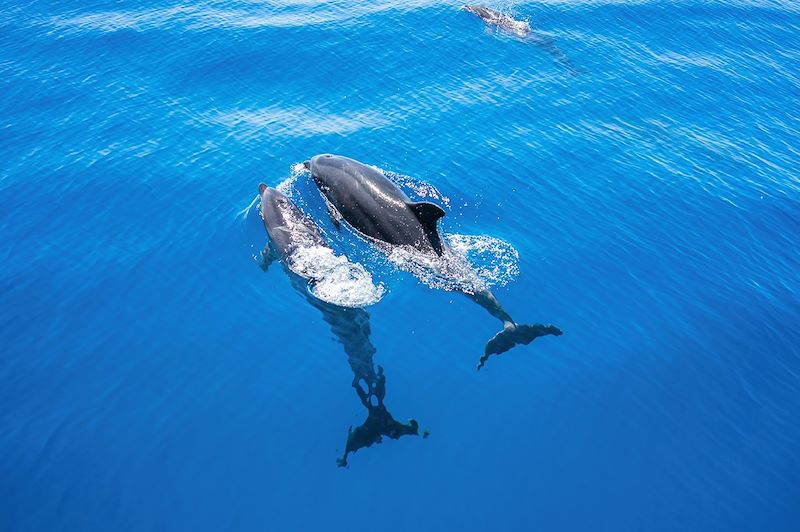 Dauphins à l'Île Maurice