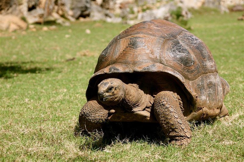 Tortue géante - Rodriguez - Île Maurice