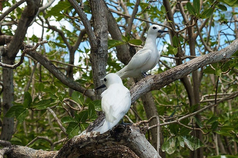 Oiseaux sur l'îlot Coco - Rodrigues